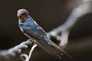 EOS 60D_2013_10_13_6914_small.jpg
