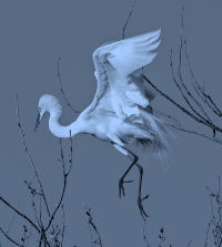 EGRETTT.png