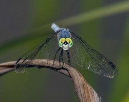 DF Blue darter head shot                                          .JPG