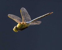 Dragonfly flying                                          _4.JPG