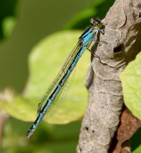 common_blue_damselffly_DSC01229-DxO_blue_female.jpg