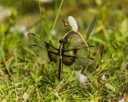 DF on weed                                          .JPG