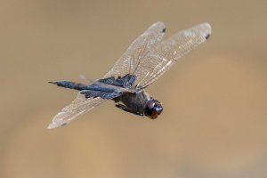 DF w face flying  f 9.5                                          .JPG