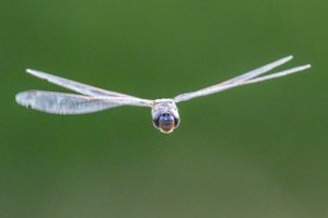 DF w face on gr 5                                          .JPG