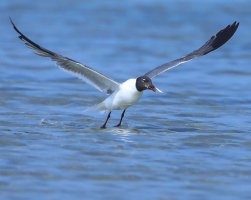  laughing gull w eel wet feet                                          .JPG