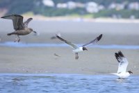 laughing gull w eel and friends                                          .JPG