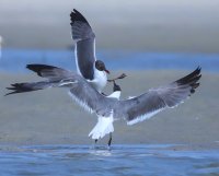 laughing gull dinner discussion                                          .JPG