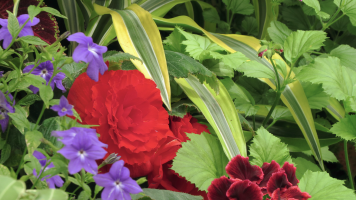 Crop from original 8K image AFTER JPEG 422 compression - Flowers Up Close.png