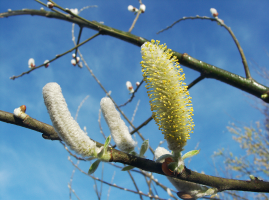 Crop from original 8K image AFTER JPEG 422 compression - Tree Bloom.png