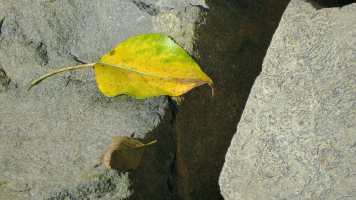 Crop from original 8K image AFTER JPEG 422 compression - Leaf Up Close.png