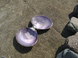 Crop from original 8K image AFTER JPEG 422 compression - Seashell Up Close.png