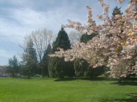 Crop from original 8K image AFTER JPEG 422 compression - Trees in Spring Bloom.png