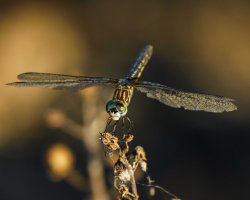 DF on long weed                                          .JPG