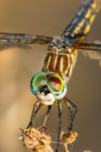 DF on long weed eyes2                                          .JPG