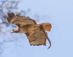 0 Red Tail w-Snake 4-2015.jpg