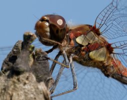 commondarter_DSC01744-DxO_uCrop.jpg