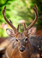 20180903_DeerBucky_009.jpg