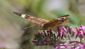 5D3_2034 PS3 fix - Copy.JPG