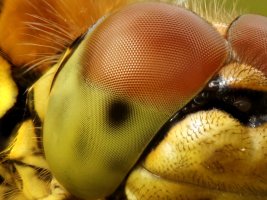 F36A2352 ZS PMax retouched_DxO_full.jpg