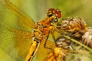 F36A2178_DxO_full - Kopia_DxO_full.jpg