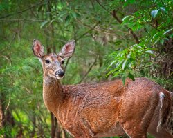 20180908_HomeDoeShots_005 copy.jpg