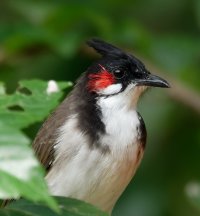 DSC02025-DxO_redwhiskeredbulbul_Portrait.jpg