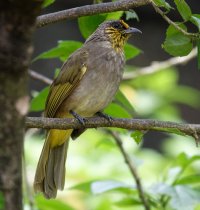 DSC01961-DxO_stripedthroatbulbul.jpg