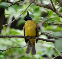 DSC02096-DxO_blackcrestedbulbul.jpg