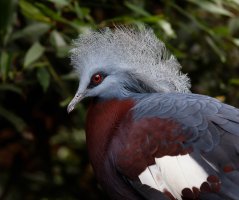 MaroonBreastedCrownedPigeon_3Q7A1967-DxOSmall.jpg