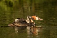 Biesbosch20180908-1519.jpg