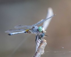 DF eating side                                          .JPG