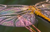 dragonfly-001.jpg