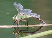 dragonfly-138.jpg