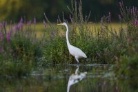 Great Egret surrounded by aquatic flowers copie.jpg