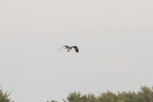Biesbosch20180908-2031.jpg