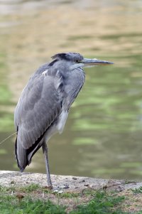 juvenile_greyheron_DSC02706-DxO_sm.jpg