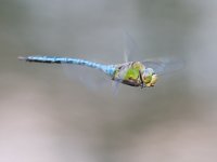 dragonfly-003.jpg