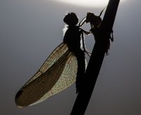 dragonfly-021.jpg