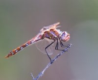 dragonfly-079.jpg