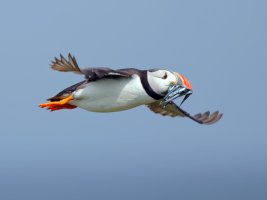 Puffin+Sandeels_2B4A4924-DxO_vvb.jpg
