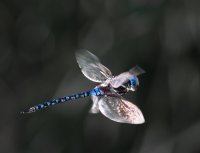 dragonfly-060.jpg