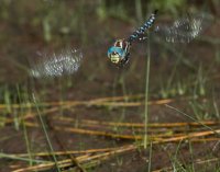 dragonfly-067.jpg