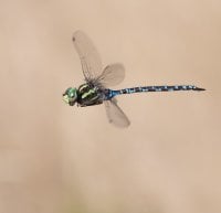 dragonfly-068.jpg