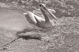 _36A8595_DxO copy.jpg