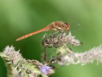 Ruddydarter_DSC03044-DxO_sm.jpg