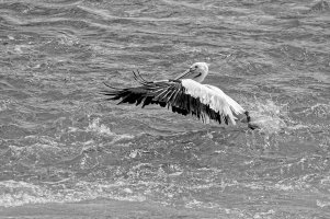 _36A8581_DxO copy.jpg