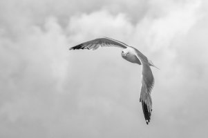 _MG_2859_DxO - Version 2.jpg