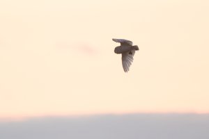 Barn Owl and prey-101.JPG