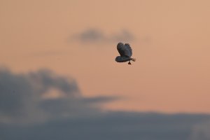 Barn Owl and prey-102.JPG