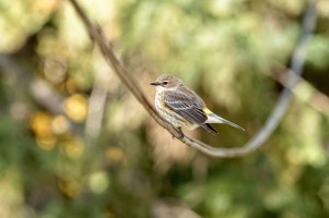 _36A0303_DxO copy.jpg